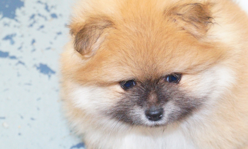 JACK.  Orange Sable CKC Registered Pomeranian. Male - photo 2